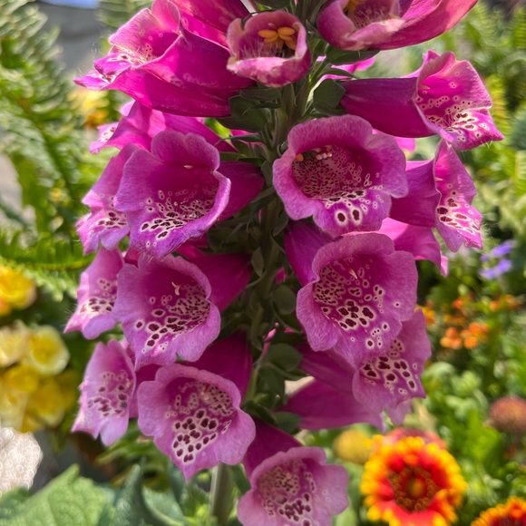 Meet your Posher, A Little Bit Extra!! - Picture 6 of 16